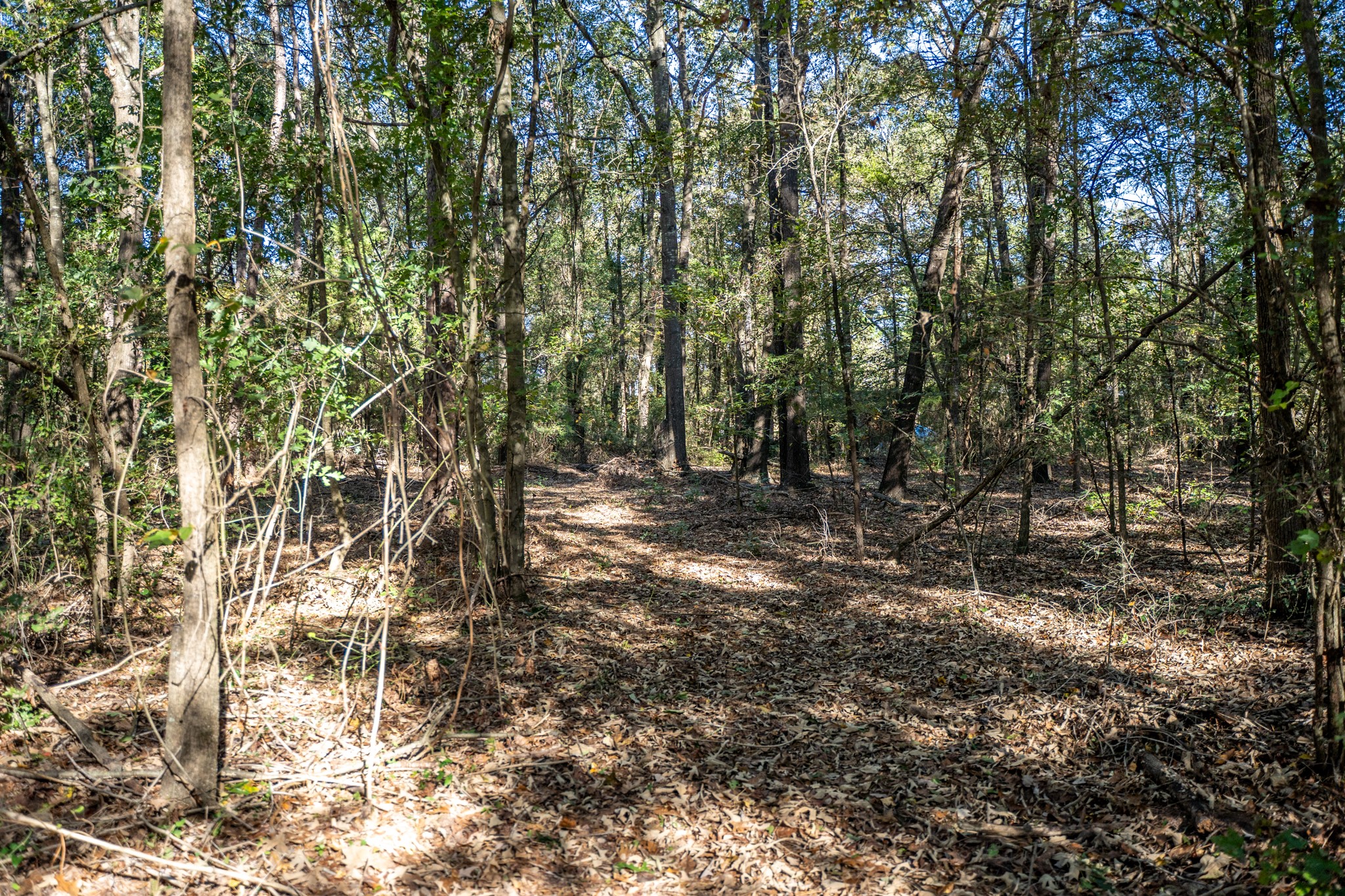 000 County Road 4105 Daingerfield TX 75638