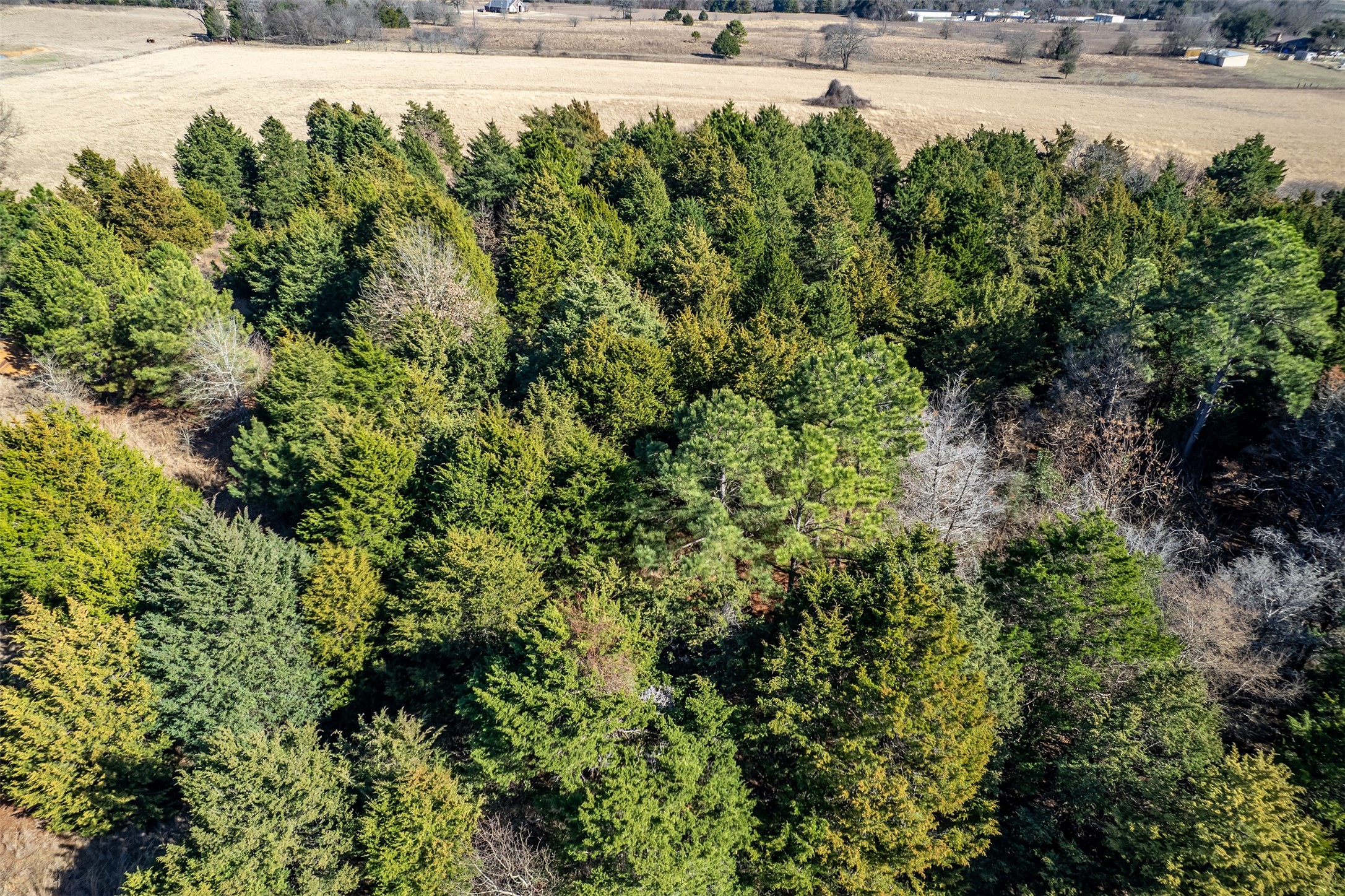 Tbd Fm 2339 Murchison TX 75778
