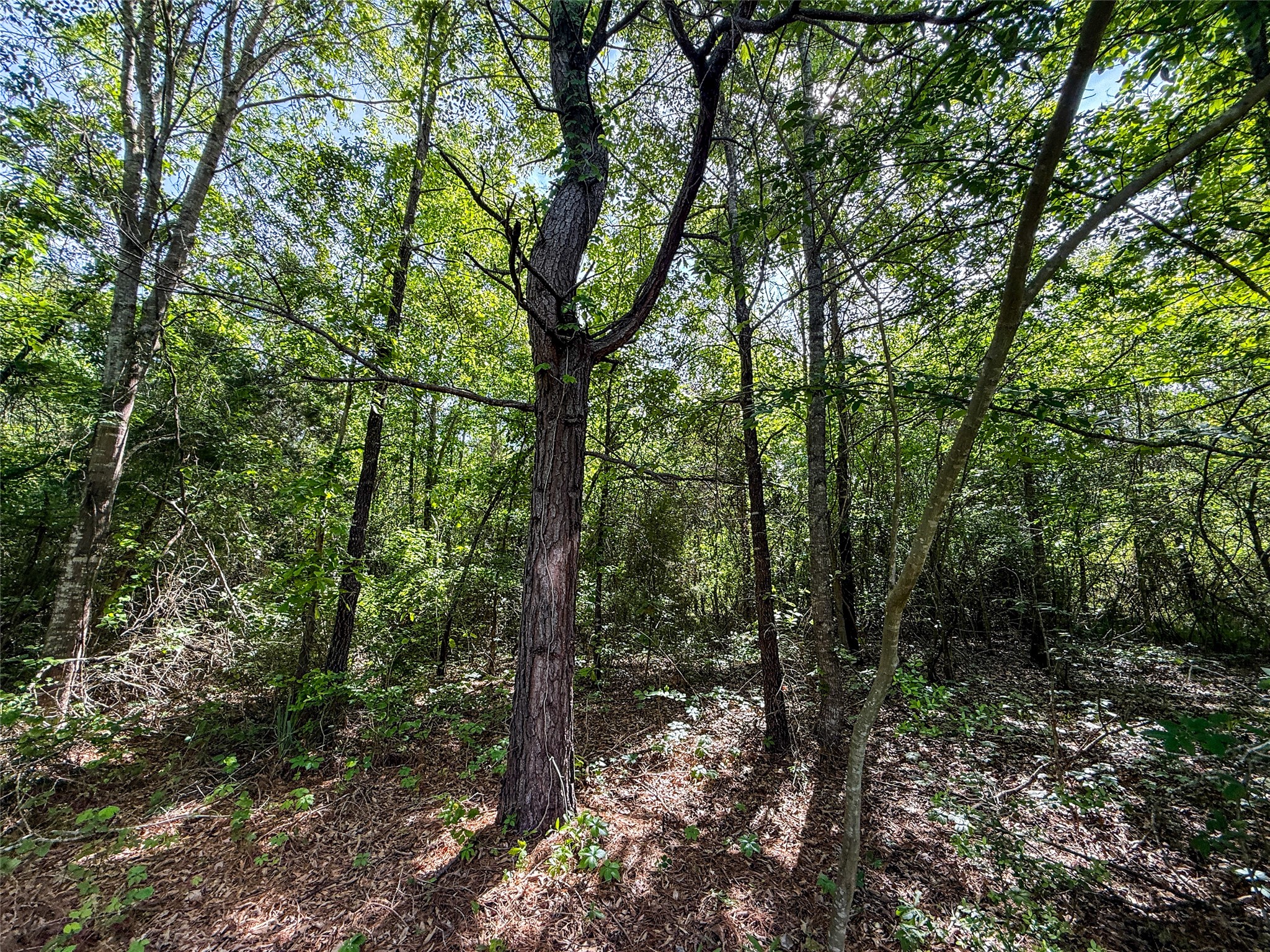 Tbd White Oak Road Big Sandy TX 75755