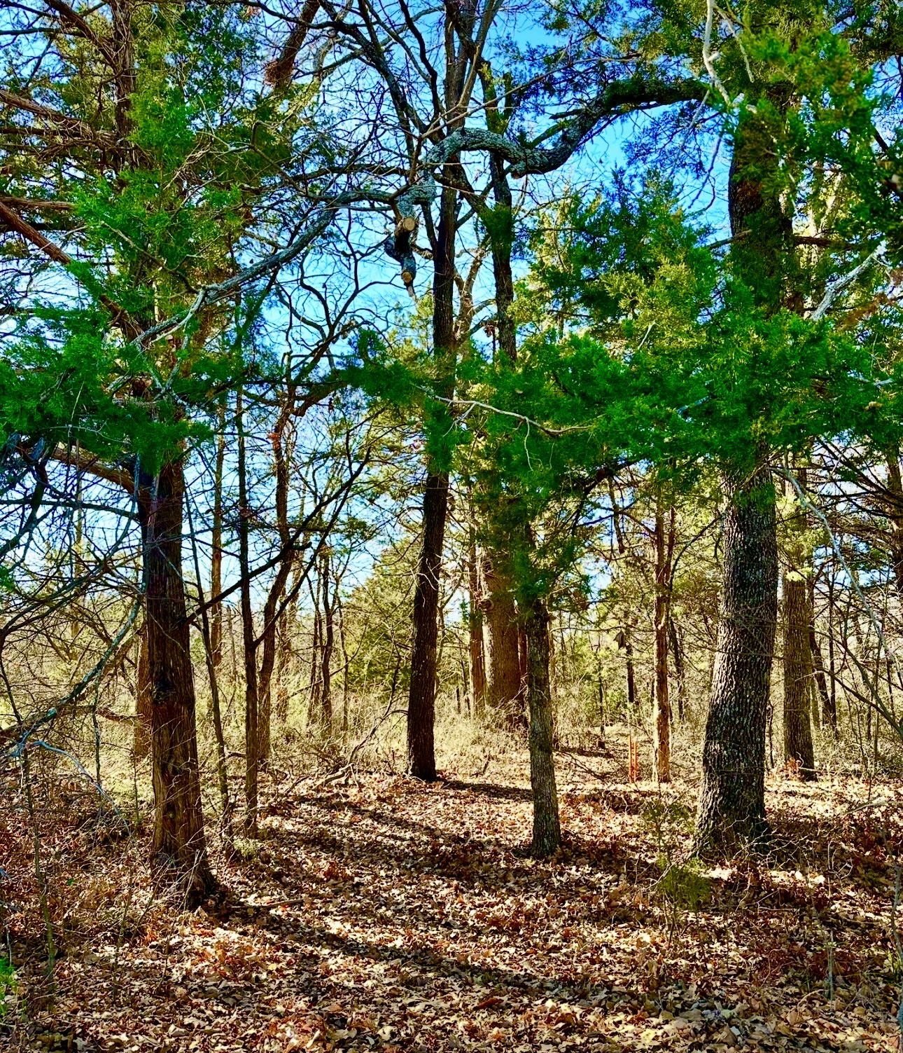 Lot 15 Dublin Circle Gordonville TX 76245