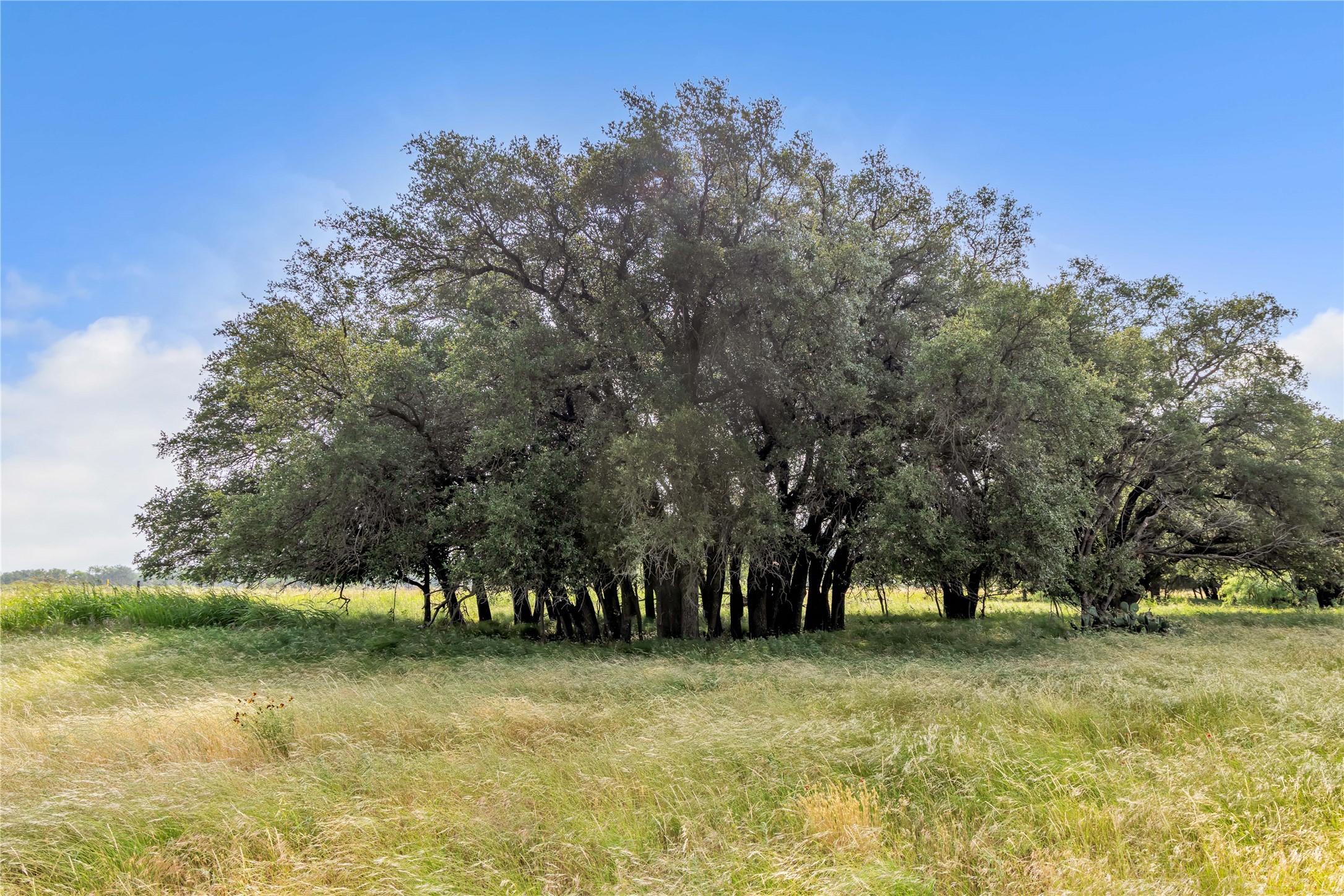 14175 State Highway 6 Moran TX 76464