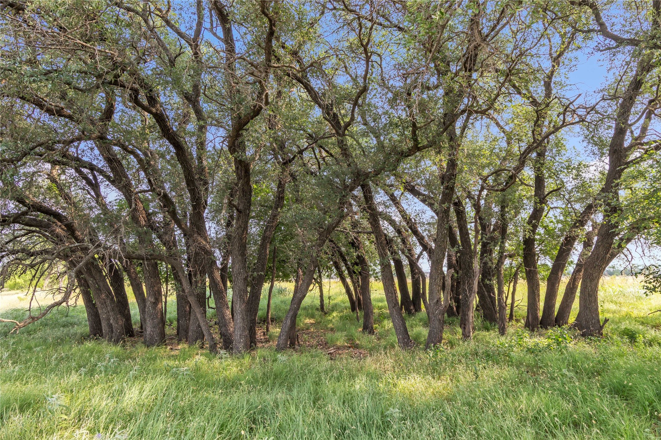 14175 State Highway 6 Moran TX 76464