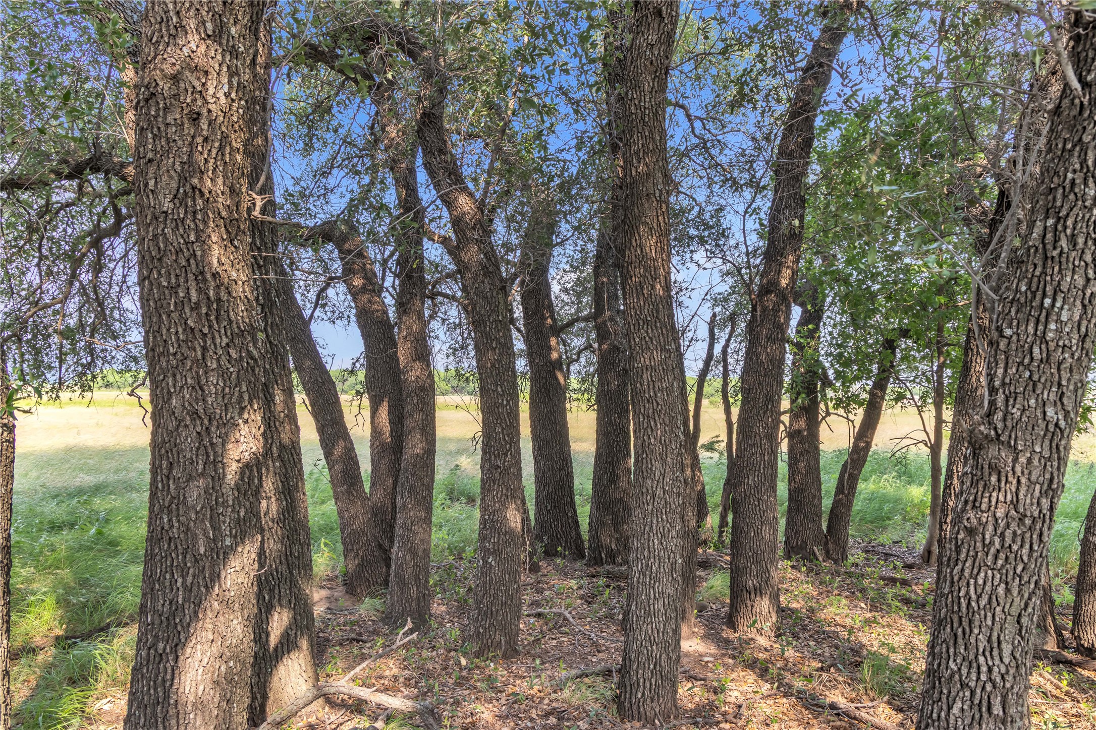 14175 State Highway 6 Moran TX 76464