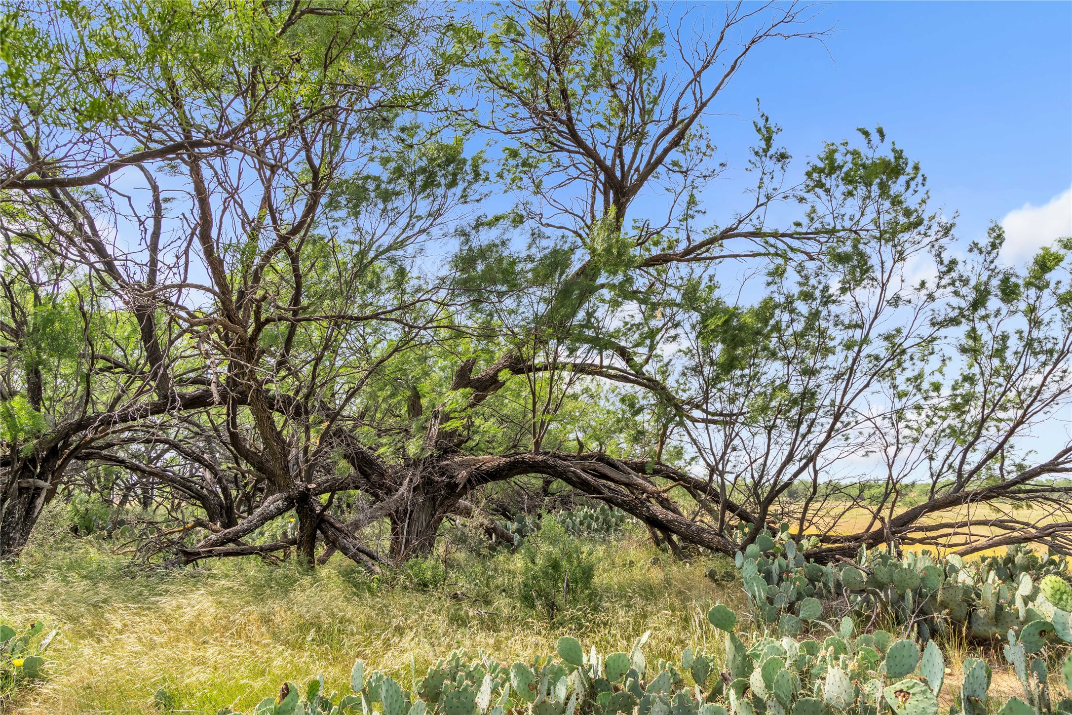 14175 State Highway 6 Moran TX 76464