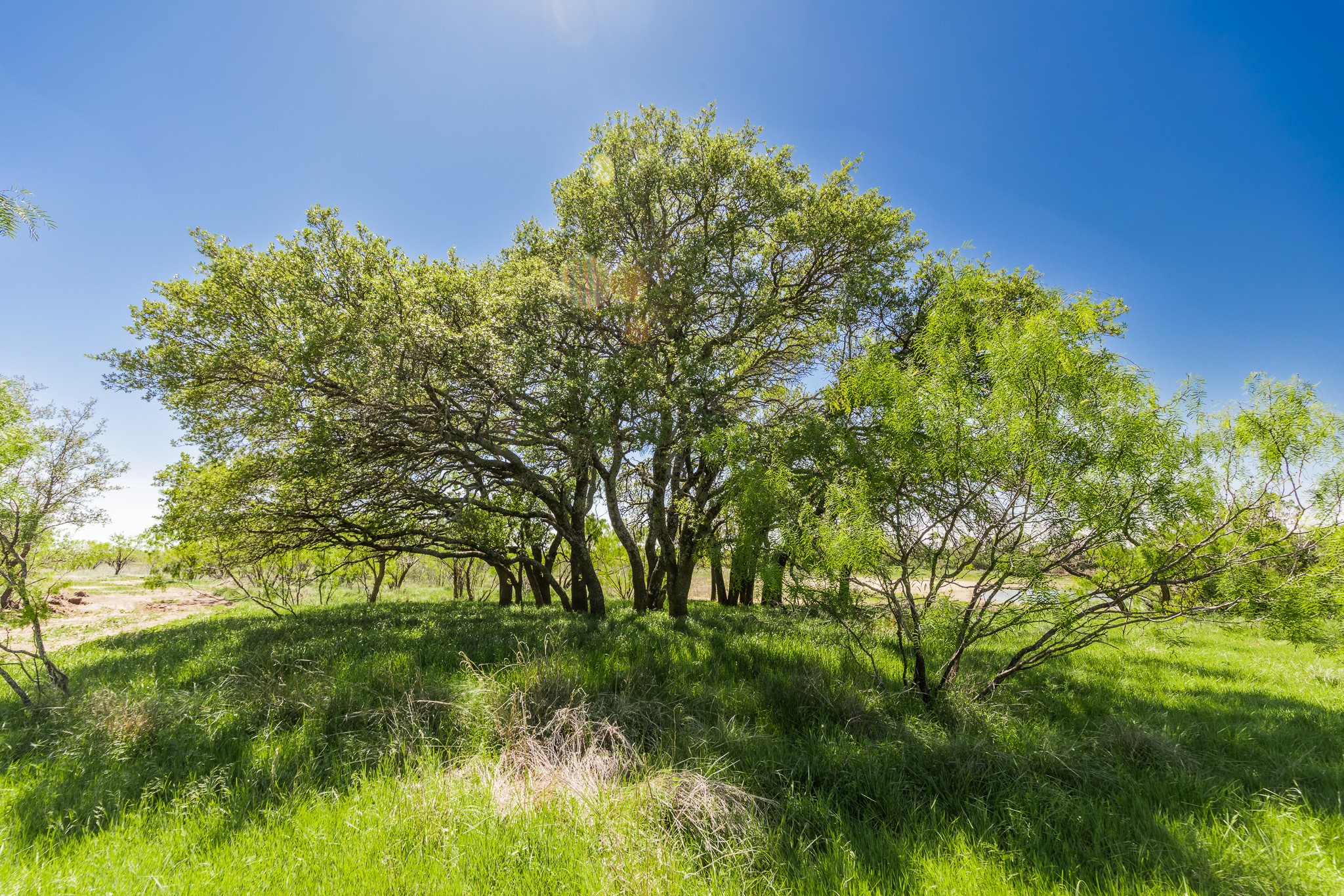 Tbd County Road 120 Coleman TX 76834
