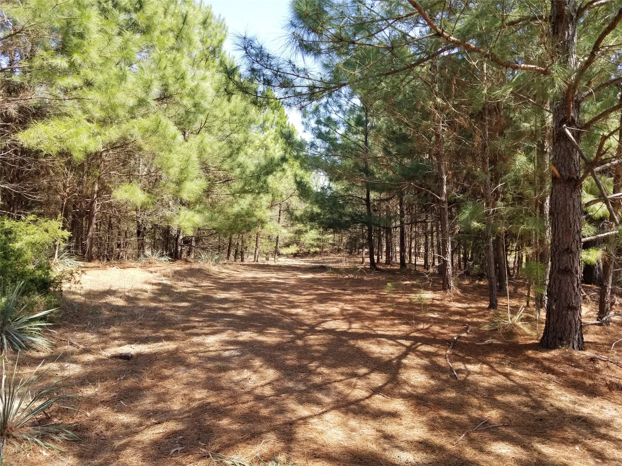 Tbd Fm 317 Chandler TX 75758