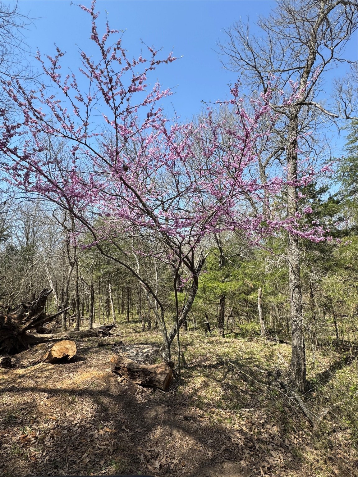 0000 Fm 1752 Savoy TX 75479