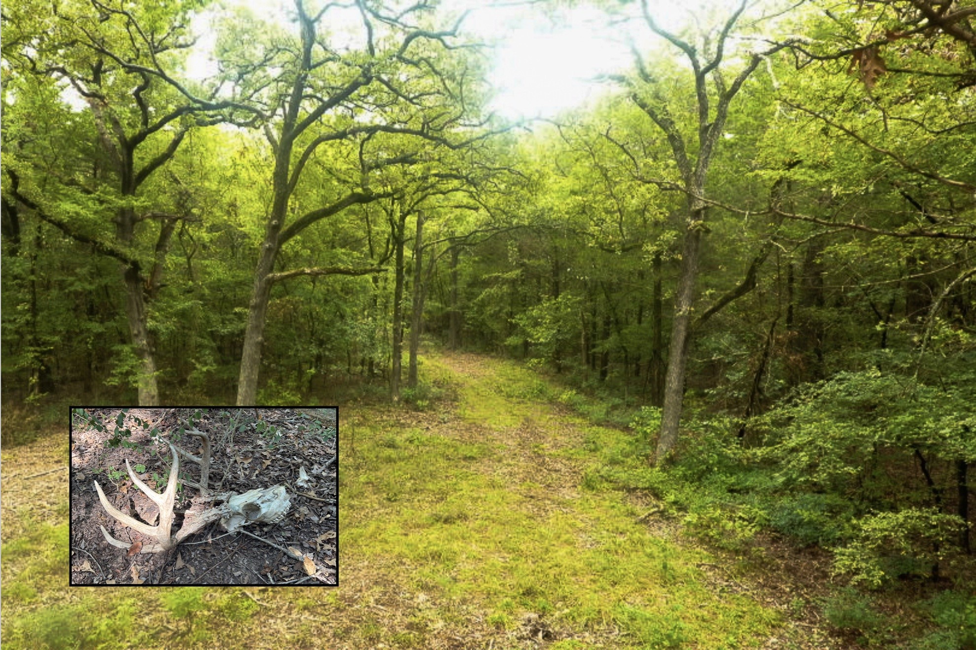 Tbd Pearce Road Collinsville TX 76233