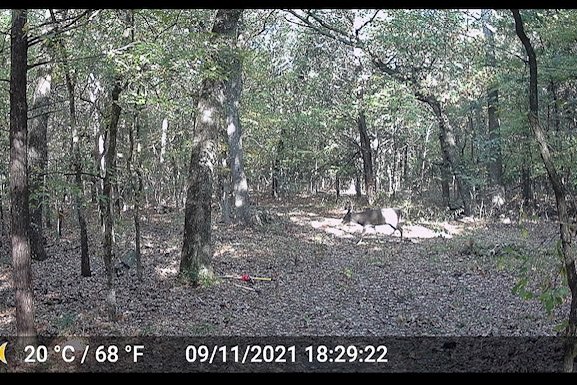 Tbd Pearce Road Collinsville TX 76233