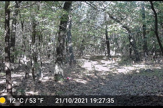 Tbd Pearce Road Collinsville TX 76233