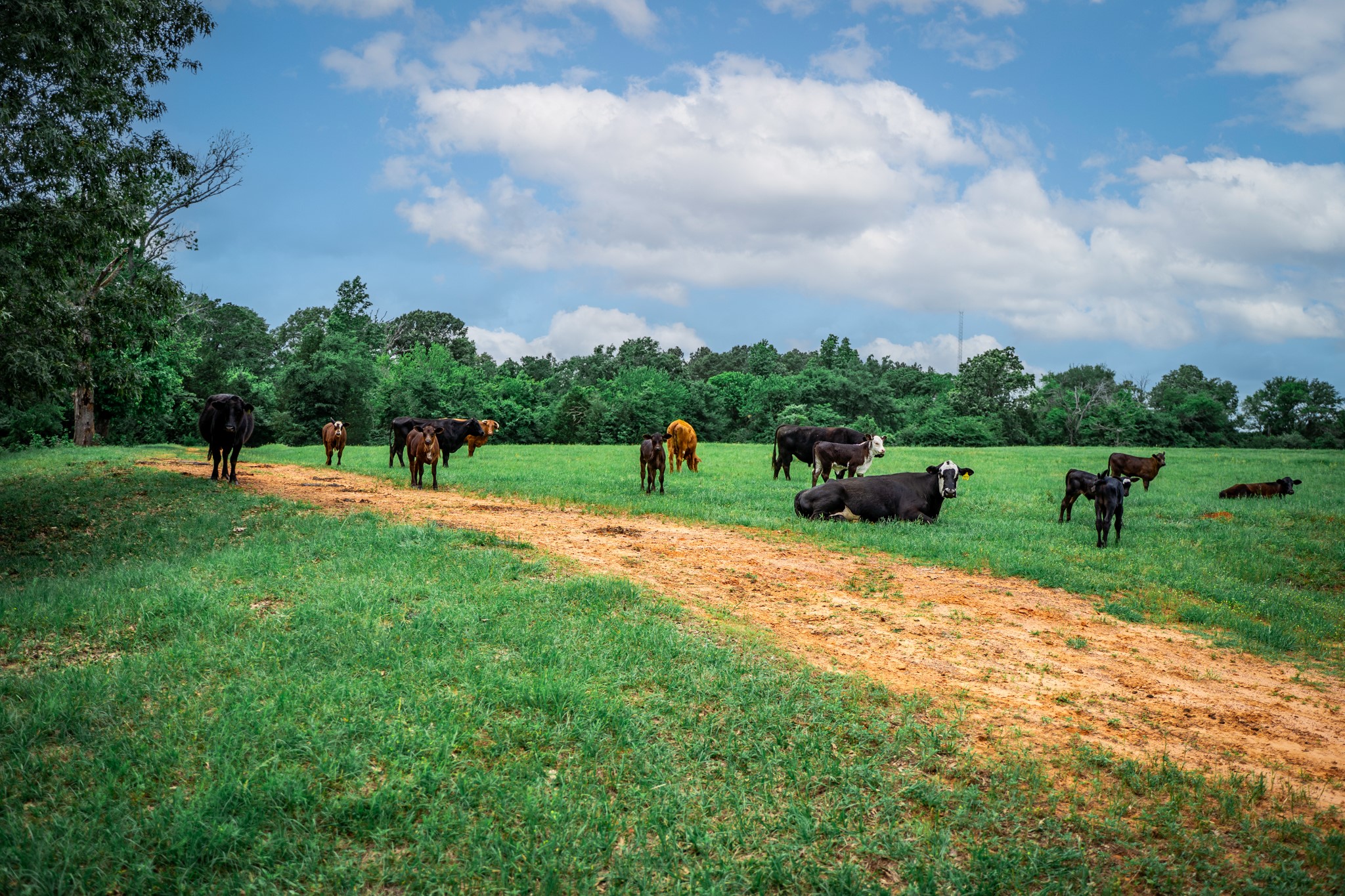 3732 Us Highway 84 Palestine TX 75801