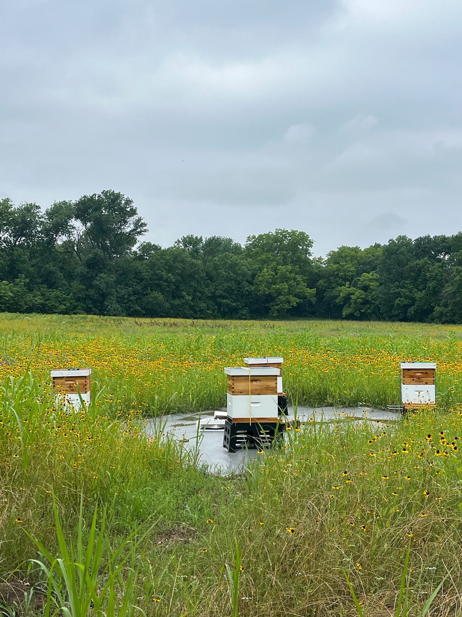 Tbd Cr 3525 Honey Grove TX 75446