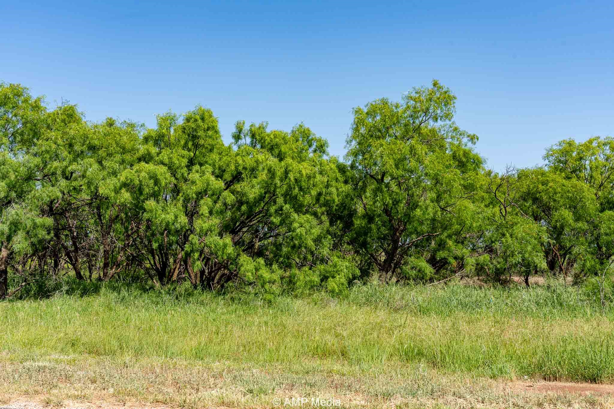 Fm 2142 Fm 2142 Rotan TX 79546