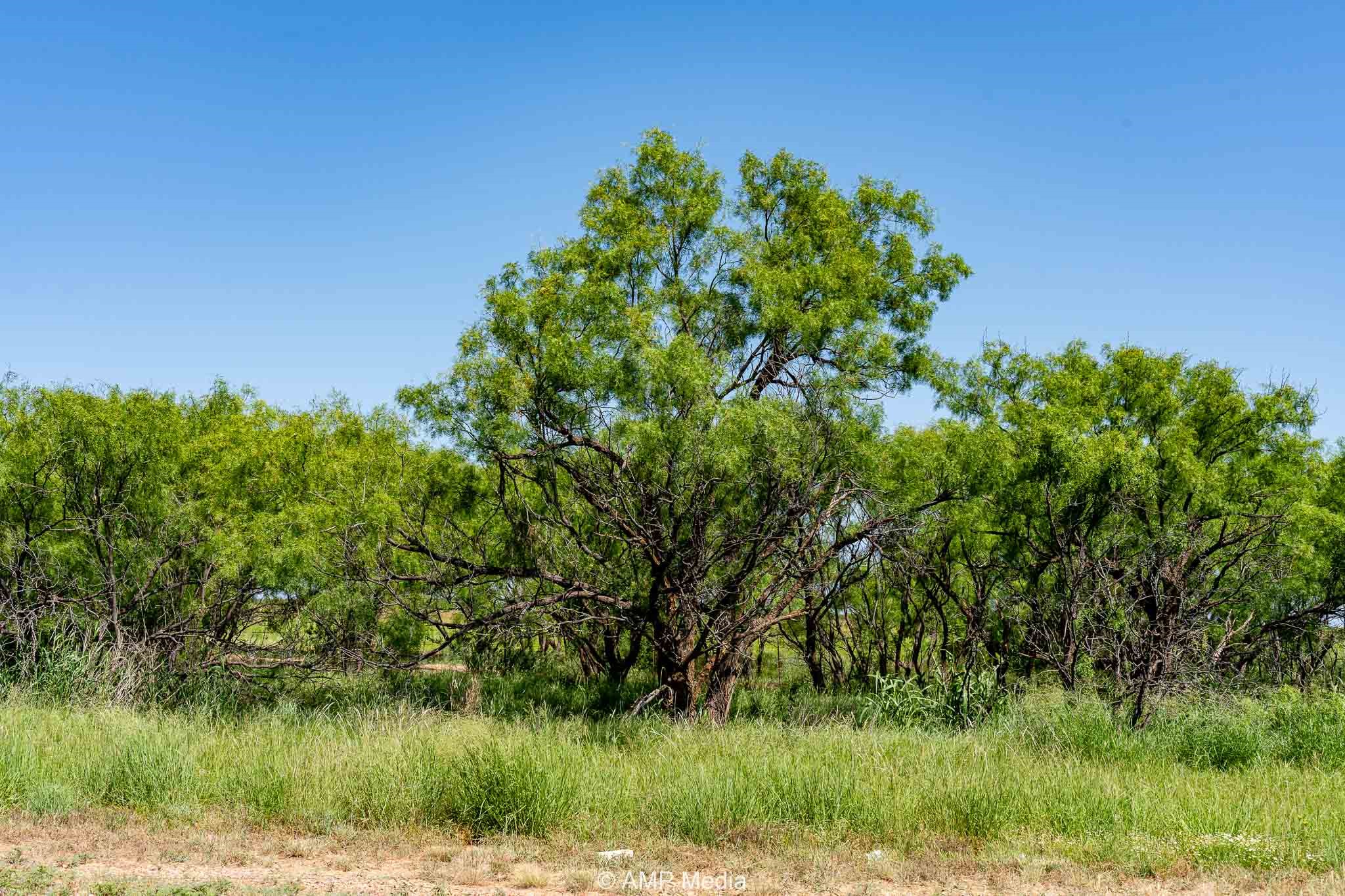Fm 2142 Fm 2142 Rotan TX 79546