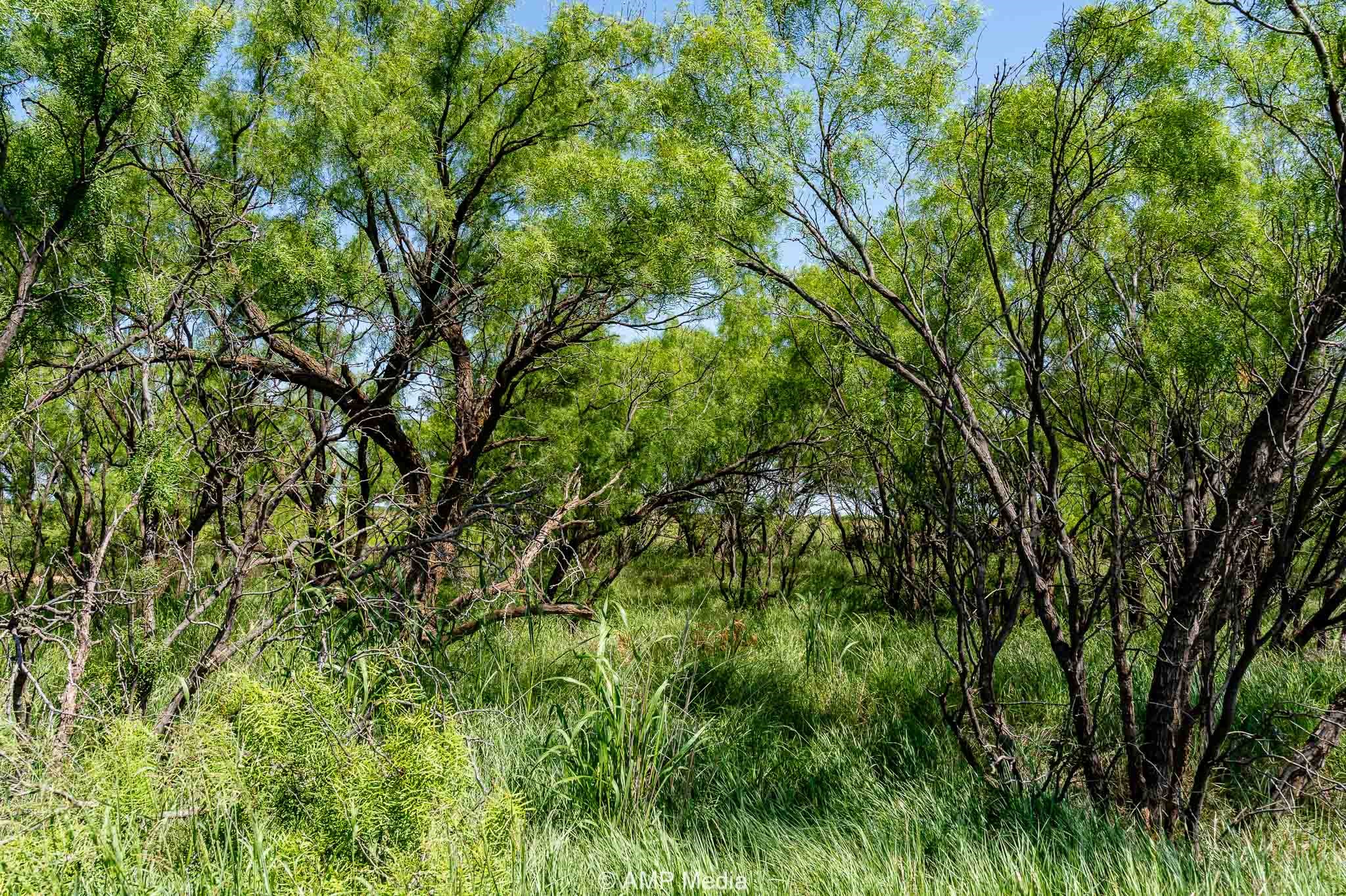 Fm 2142 Fm 2142 Rotan TX 79546