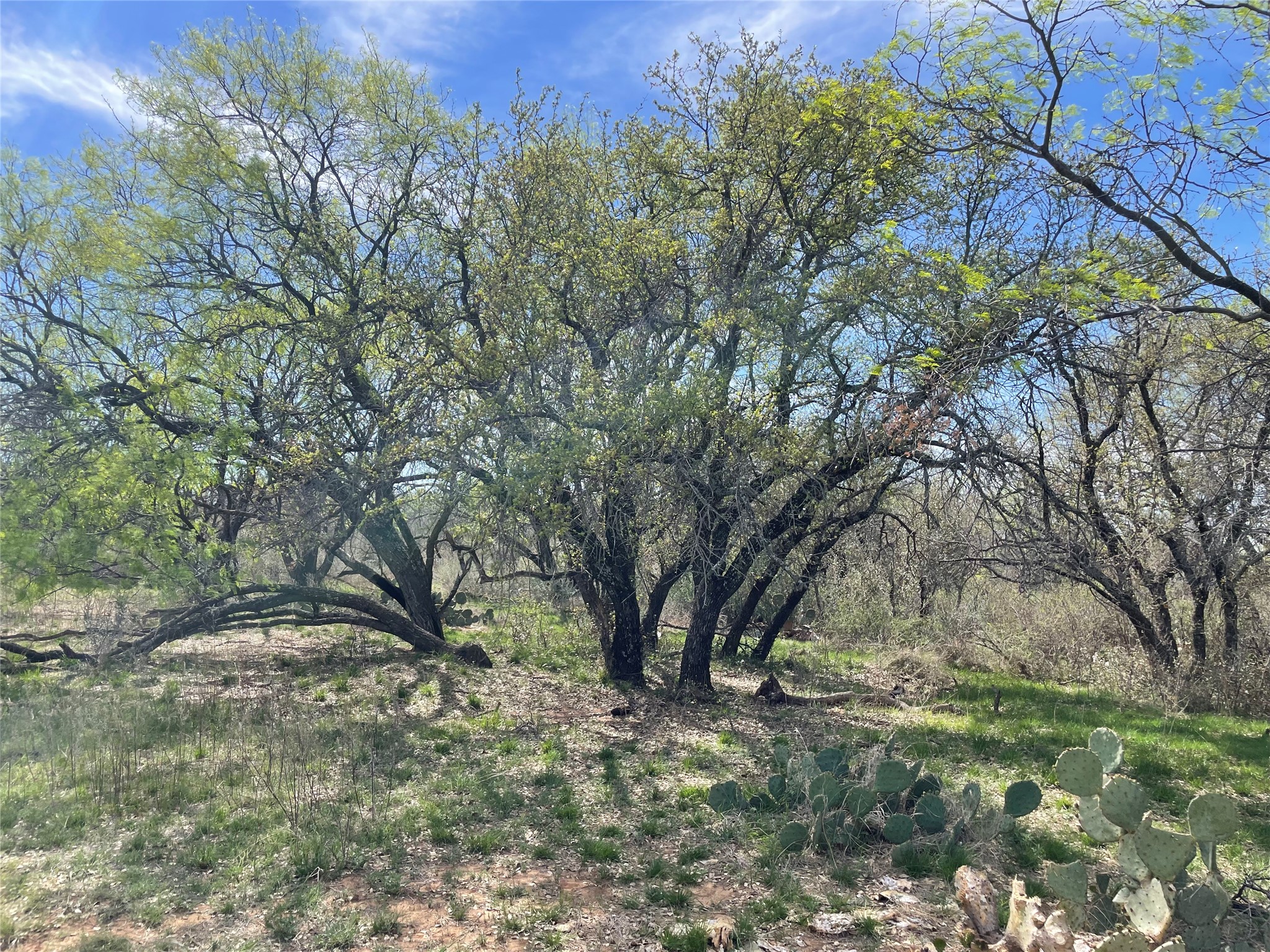 Tbd C R 195 Breckenridge TX 76424