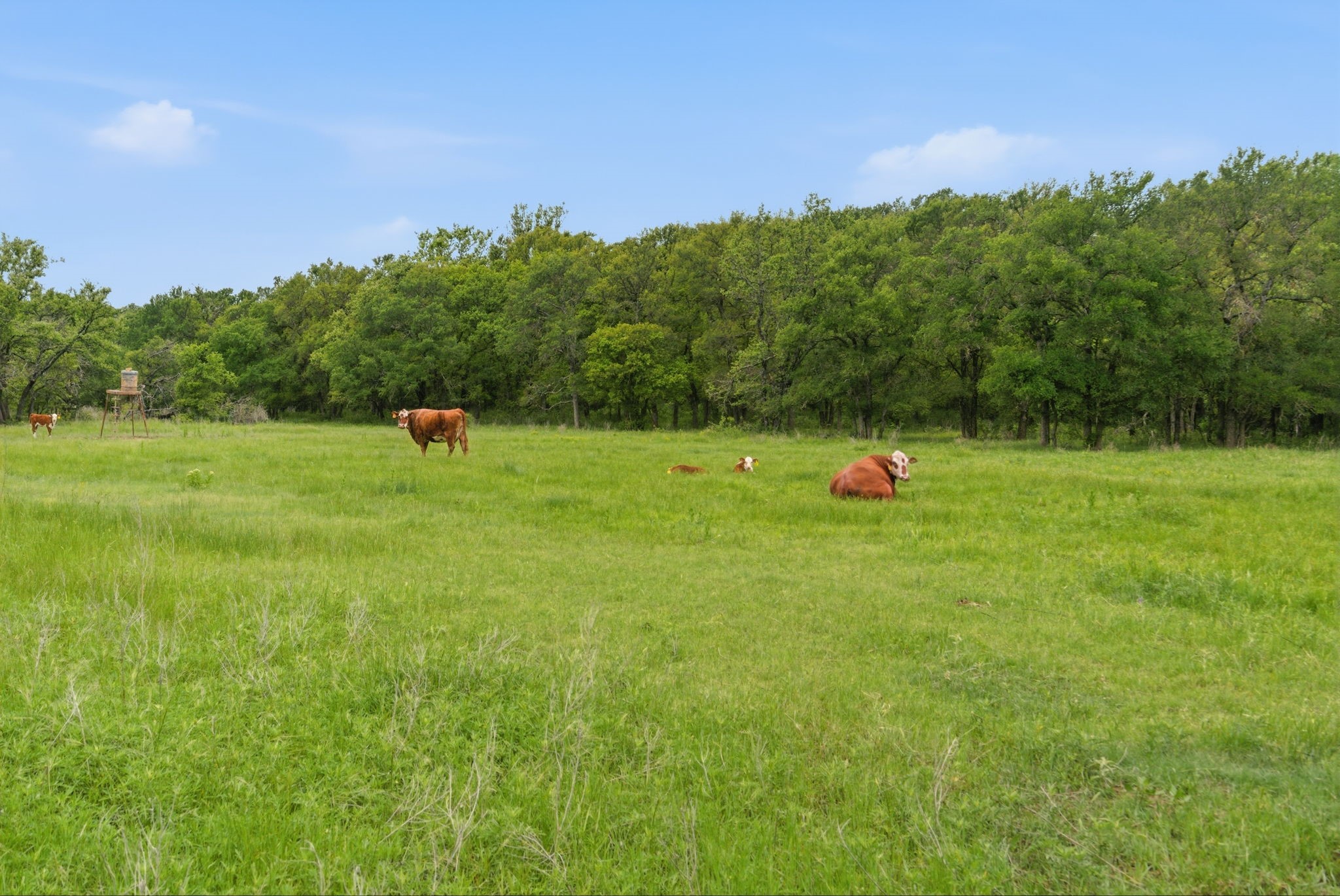 Tbd Old Postoak Road Bowie TX 76230