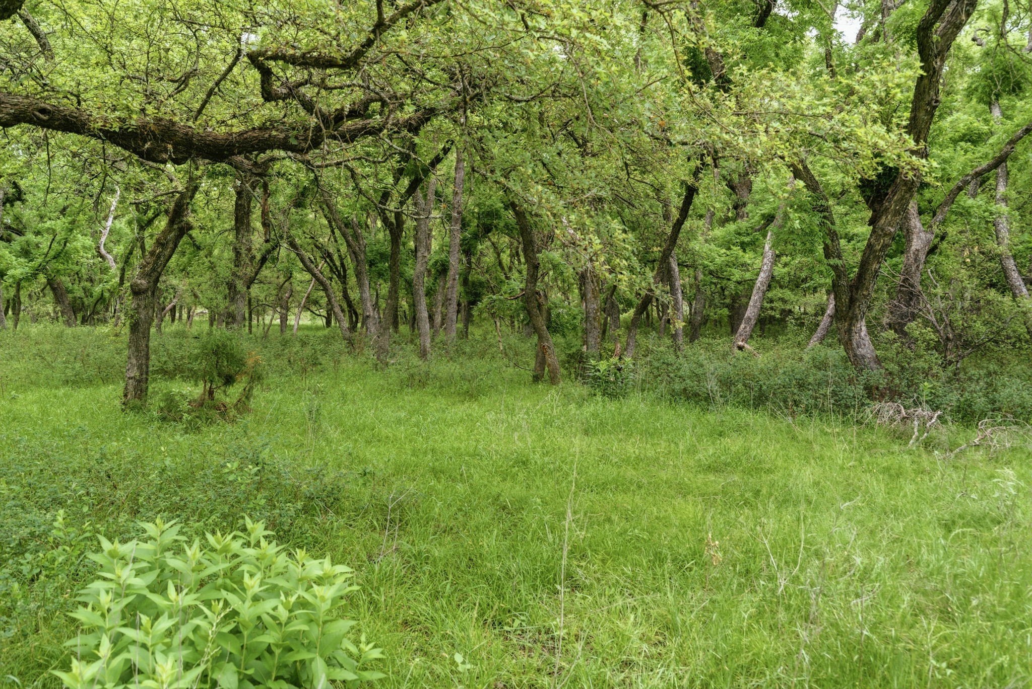 Tbd Old Postoak Road Bowie TX 76230