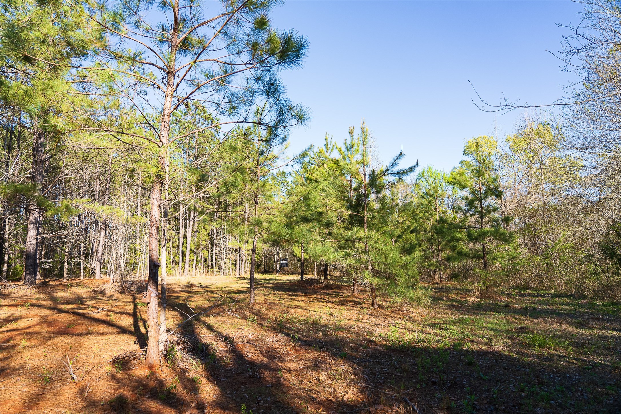 0 Farm To Market Road 747 Jacksonville TX 75766