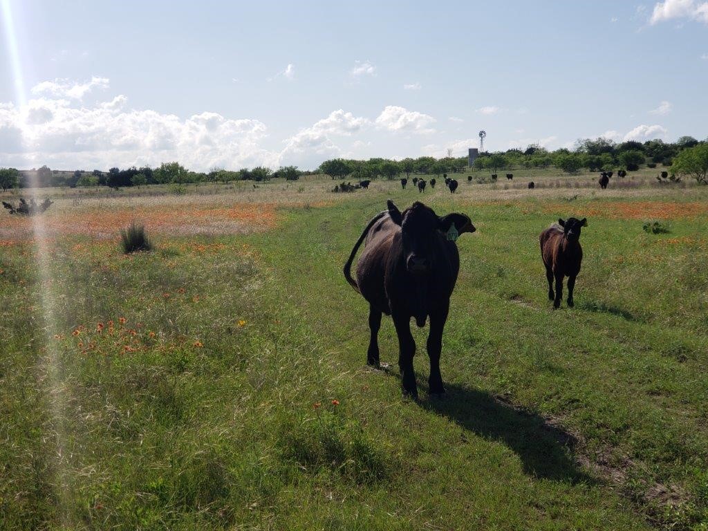 7947 Cr 1255 Lampasas TX 76550