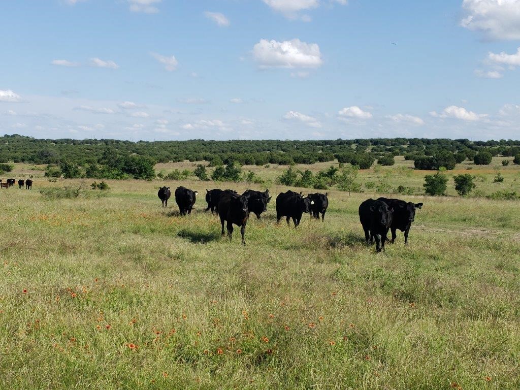 7947 Cr 1255 Lampasas TX 76550