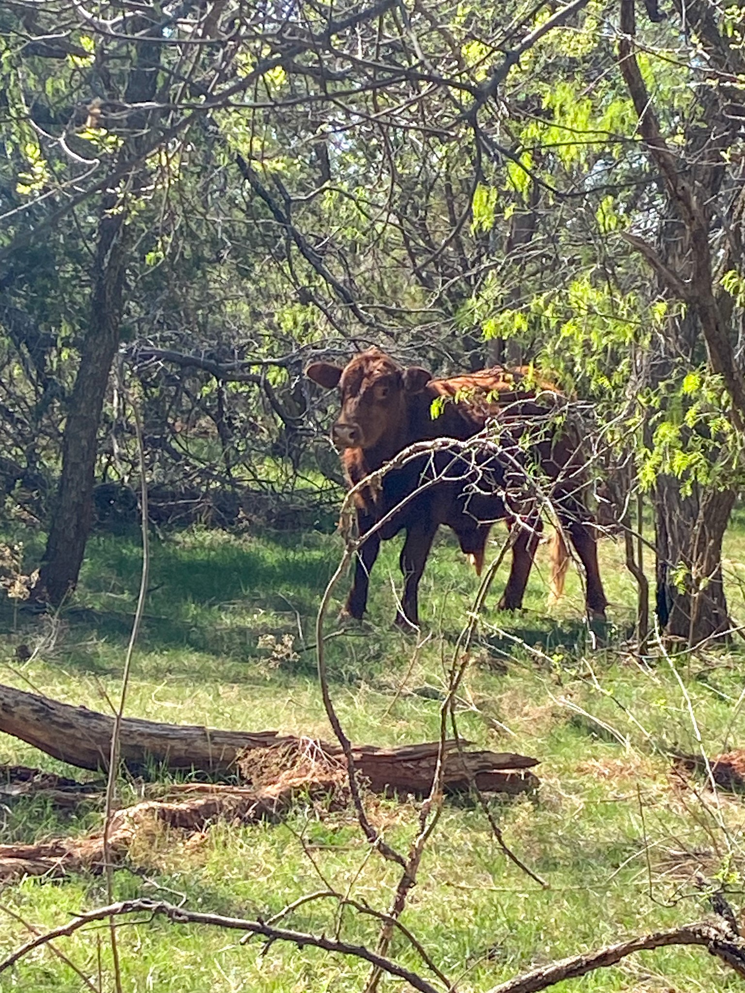 Tbd 80 Acres Cr 150 Tuscola TX 79562