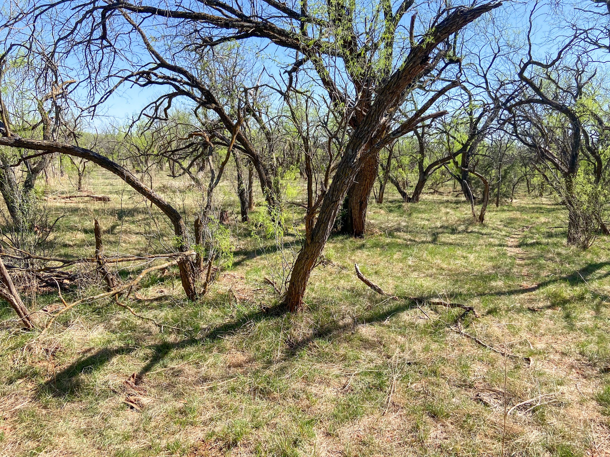 Tbd 80 Acres Cr 150 Tuscola TX 79562