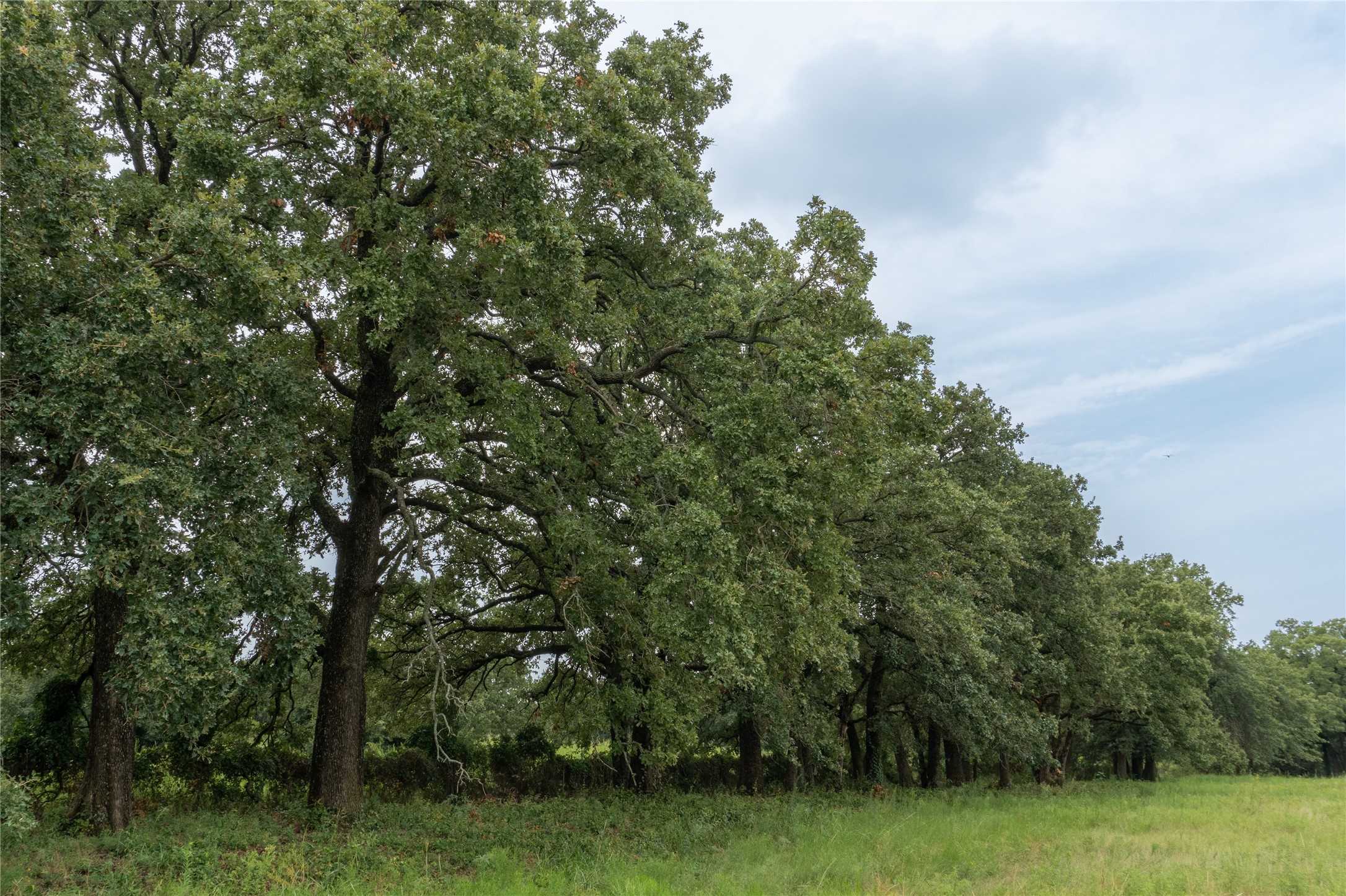 T4 Coleman Ranch Road Tolar TX 76476