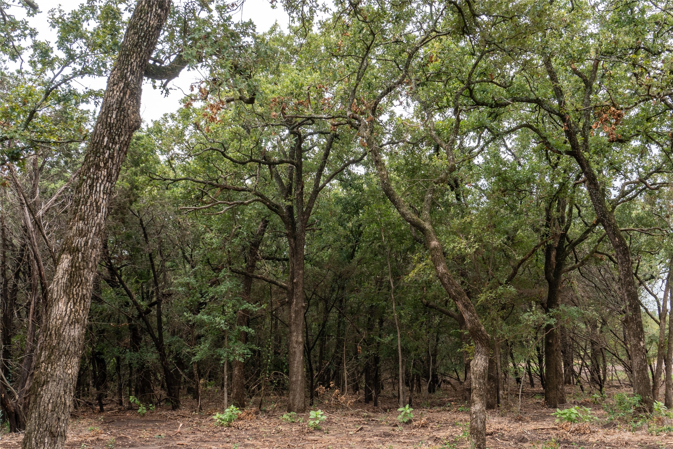 T4 Coleman Ranch Road Tolar TX 76476