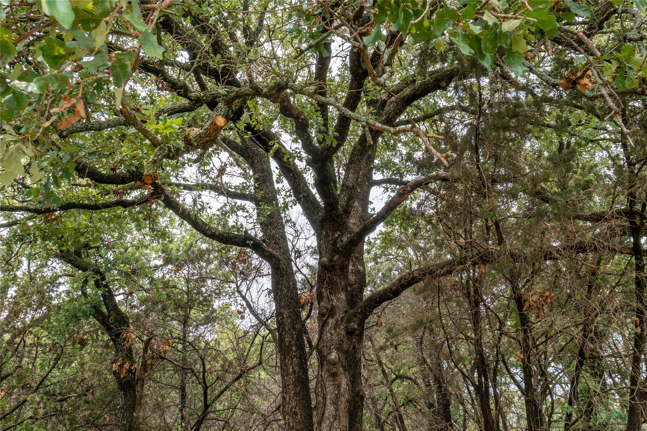 T4 Coleman Ranch Road Tolar TX 76476