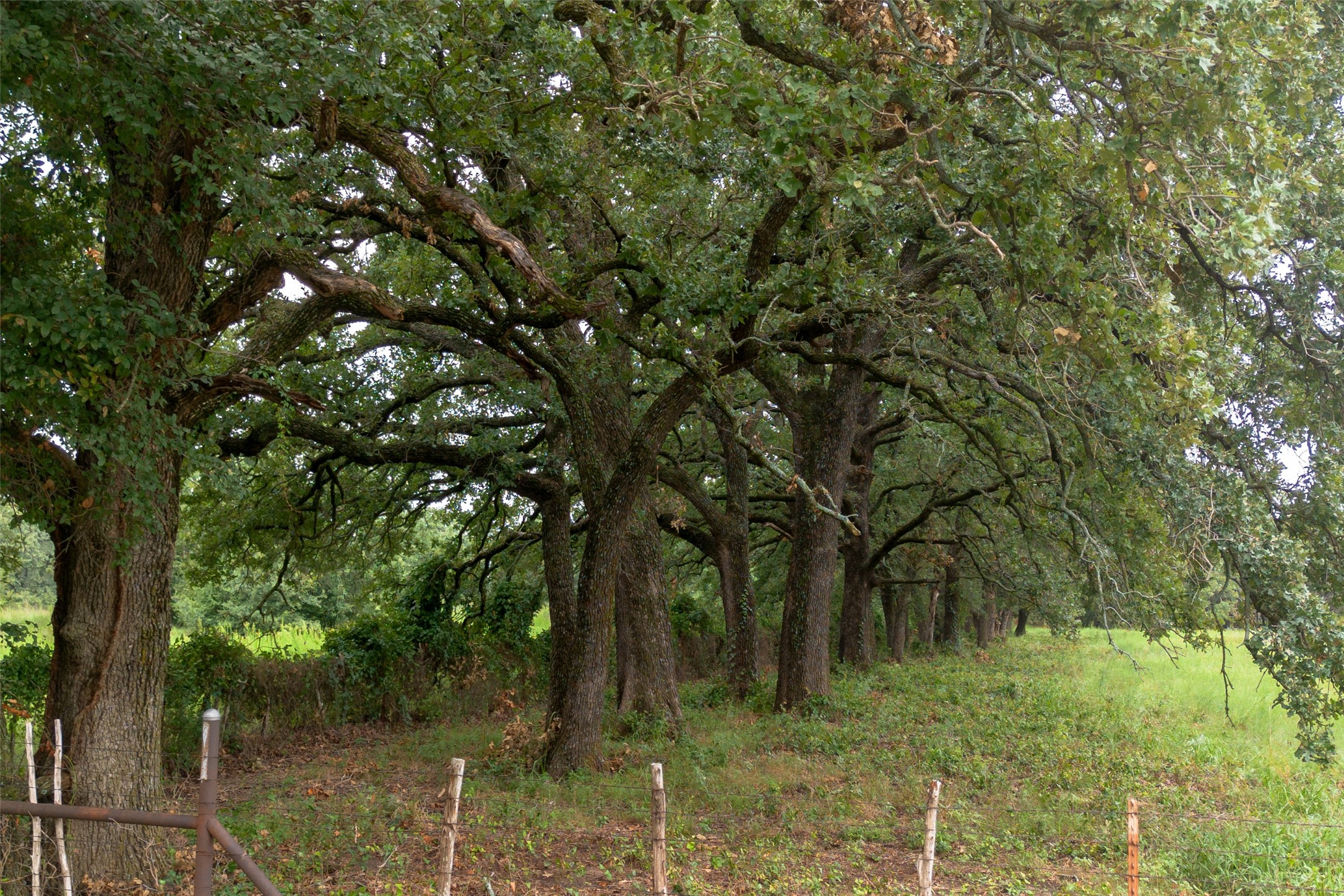 T4 Coleman Ranch Road Tolar TX 76476