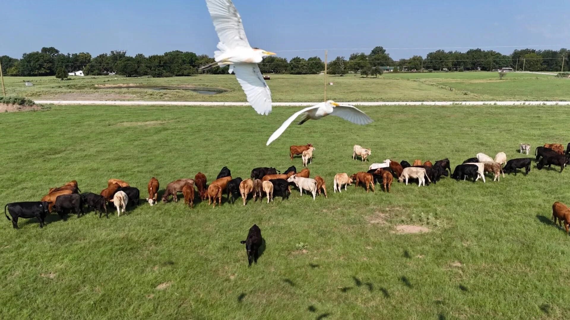 Tbd Pr 5463 Mexia TX 76667