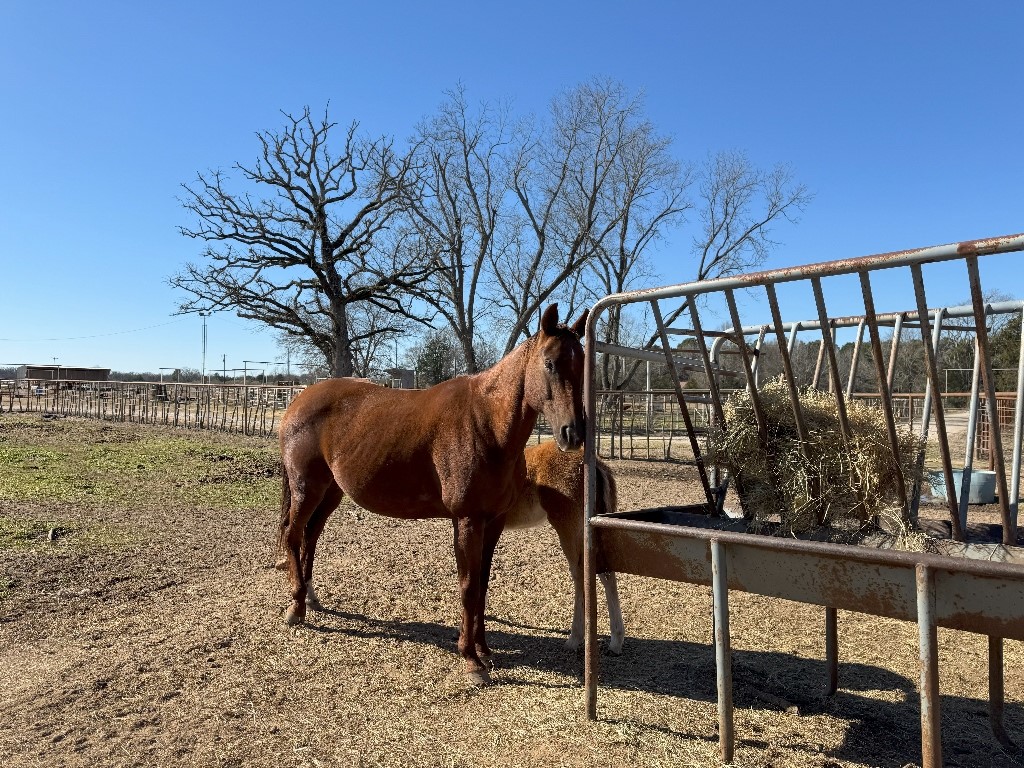 302 Vz County Road 4910 Ben Wheeler TX 75754