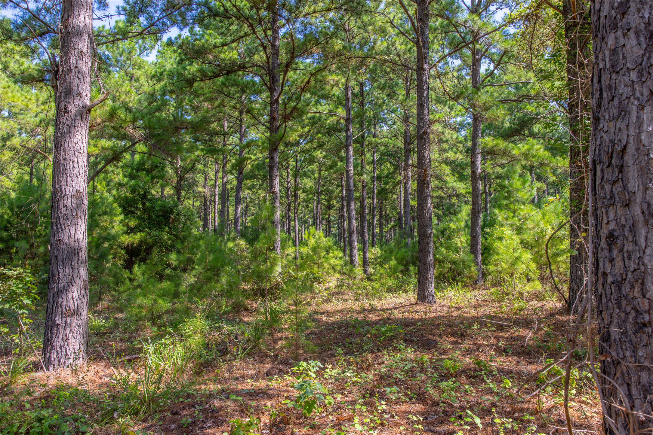 Tract 5 Highway 155 Frankston TX 75763