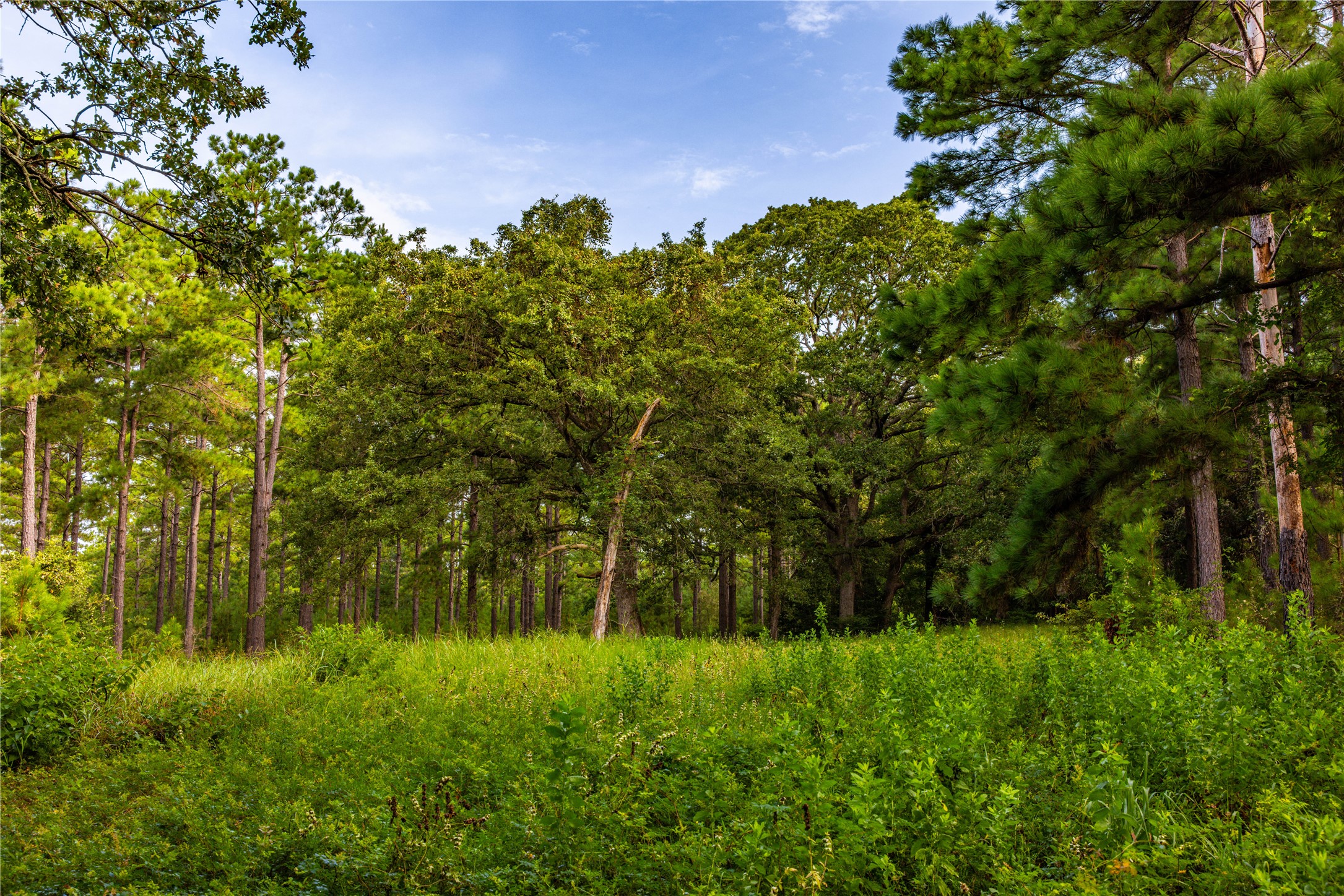 Tract 5 Highway 155 Frankston TX 75763
