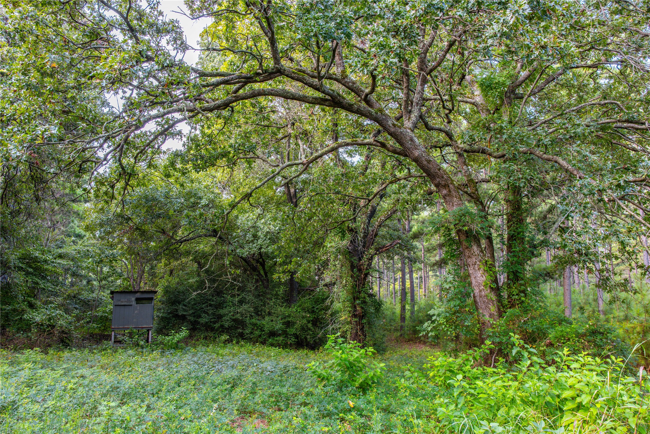Tract 5 Highway 155 Frankston TX 75763