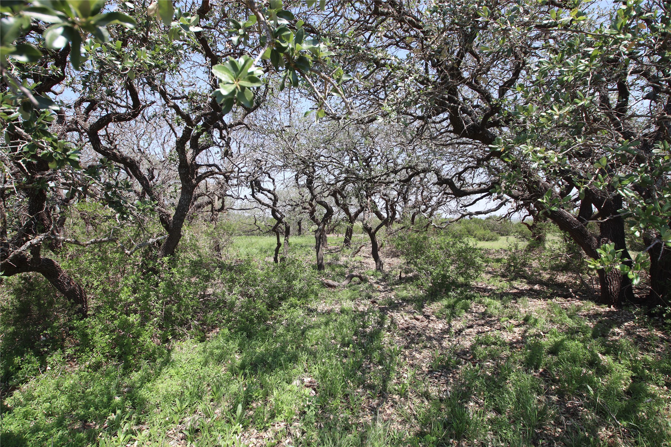 Tbd Fm 221 - Tract 3 Pottsville TX 76565