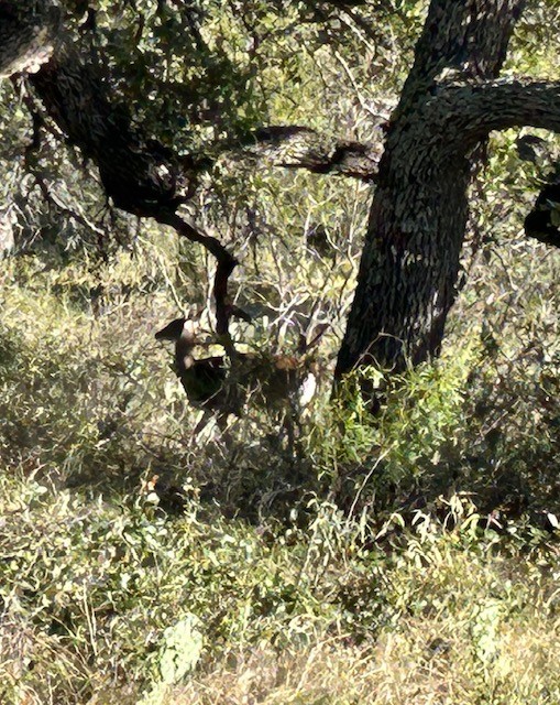 Tbd Creek 204 Richland Springs TX 76871