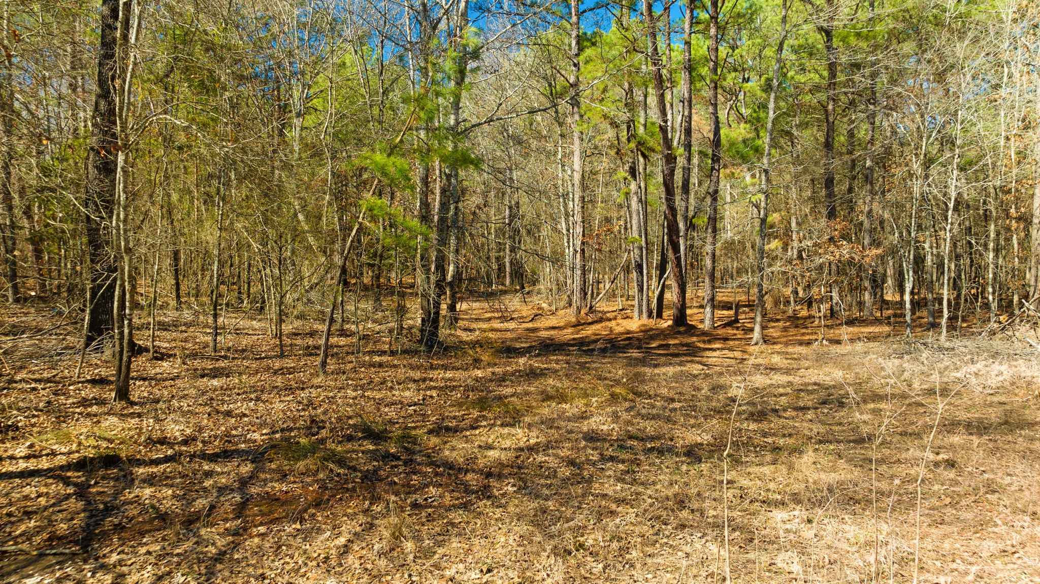 Tbd County Road 2237 Bagwell TX 75412