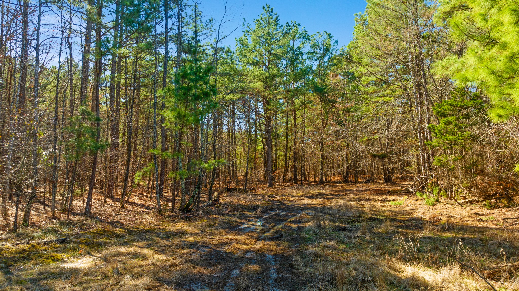 Tbd County Road 2237 Bagwell TX 75412