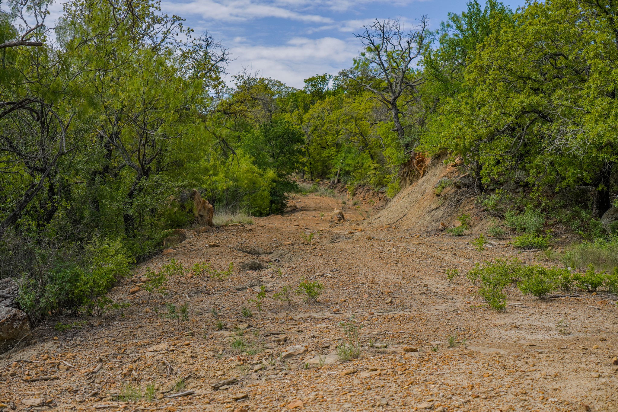 55 Acres Fm 61 Graham TX 76450