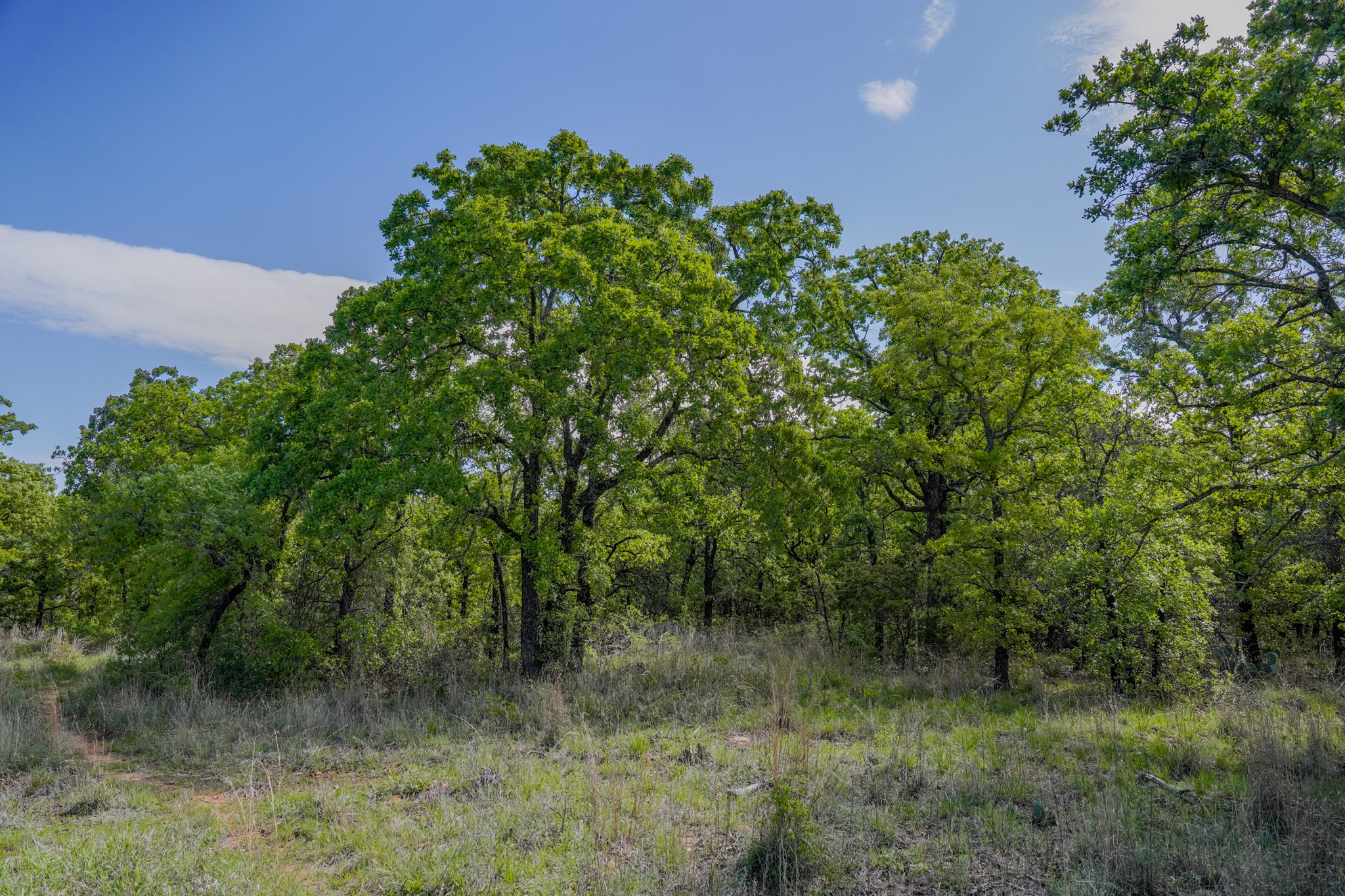 55 Acres Fm 61 Graham TX 76450