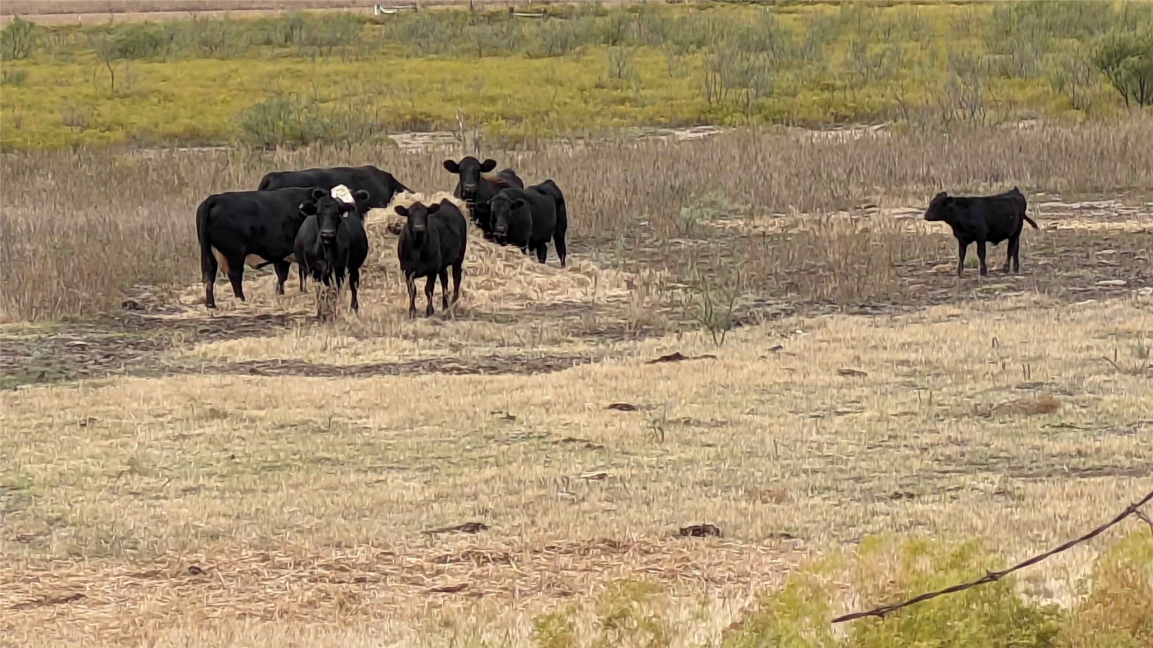 TBD1 County Road 250 Clyde TX 79510