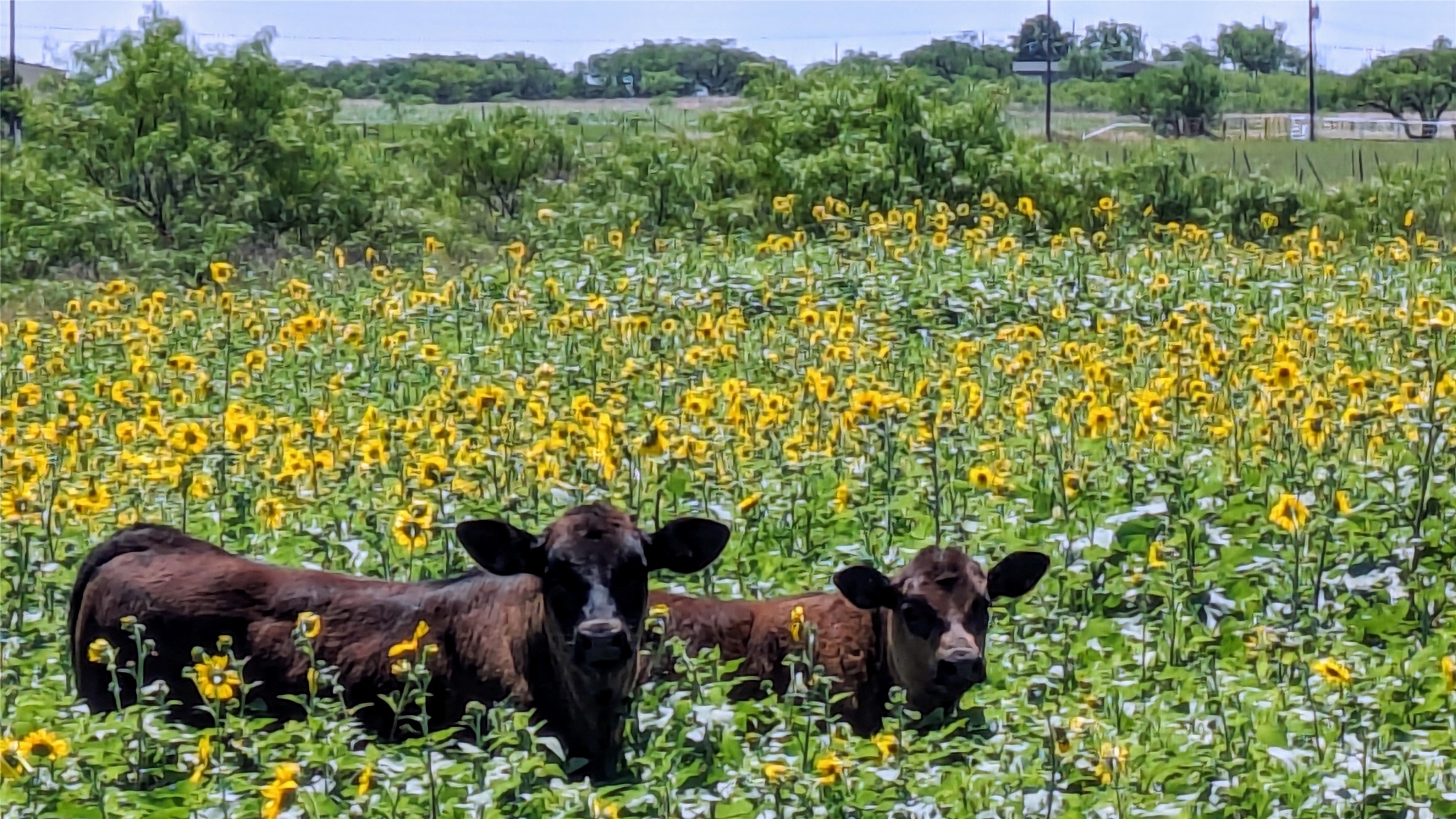 TBD1 County Road 250 Clyde TX 79510