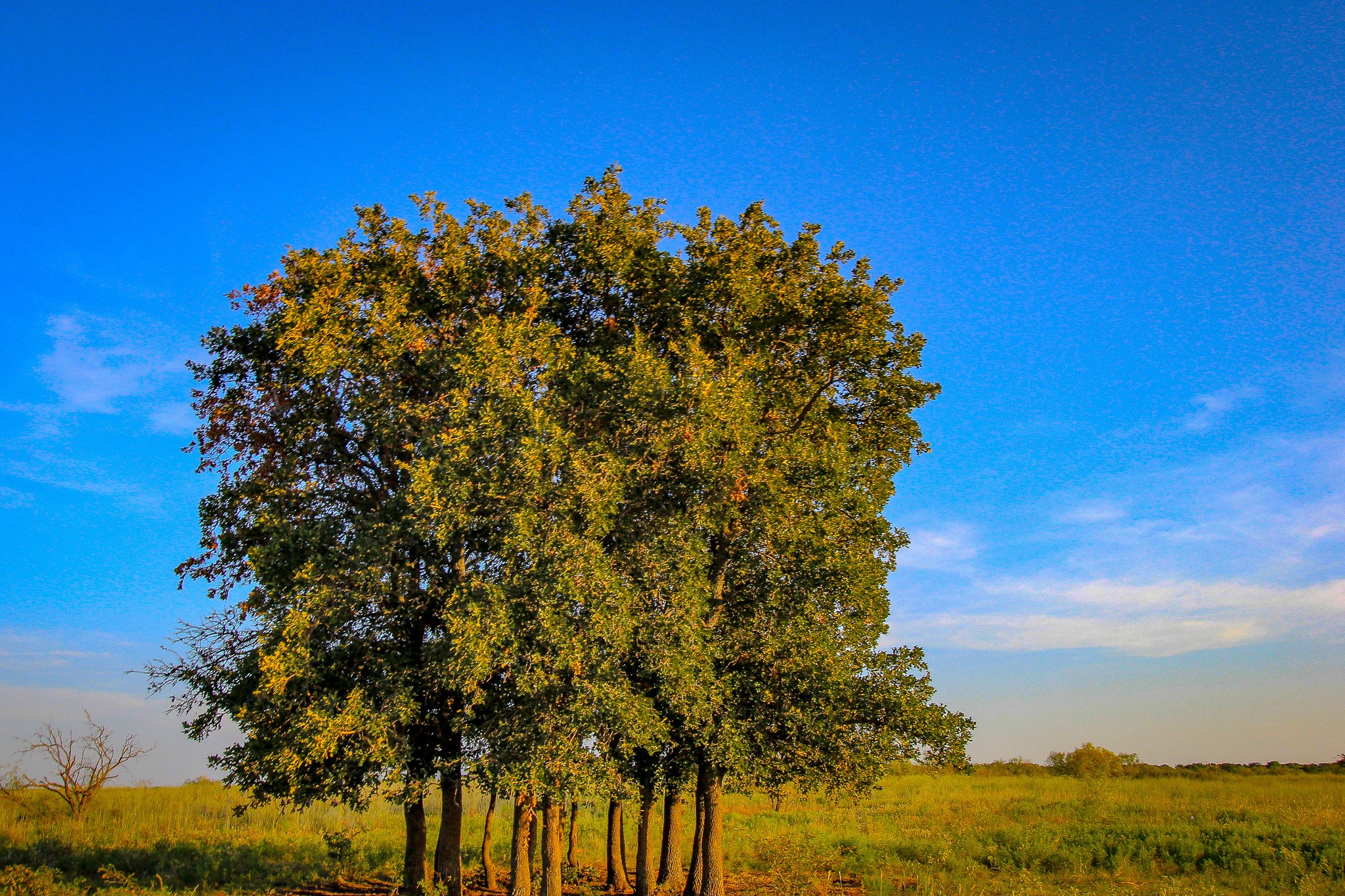 Tbd Gilbert Road Nocona TX 76255