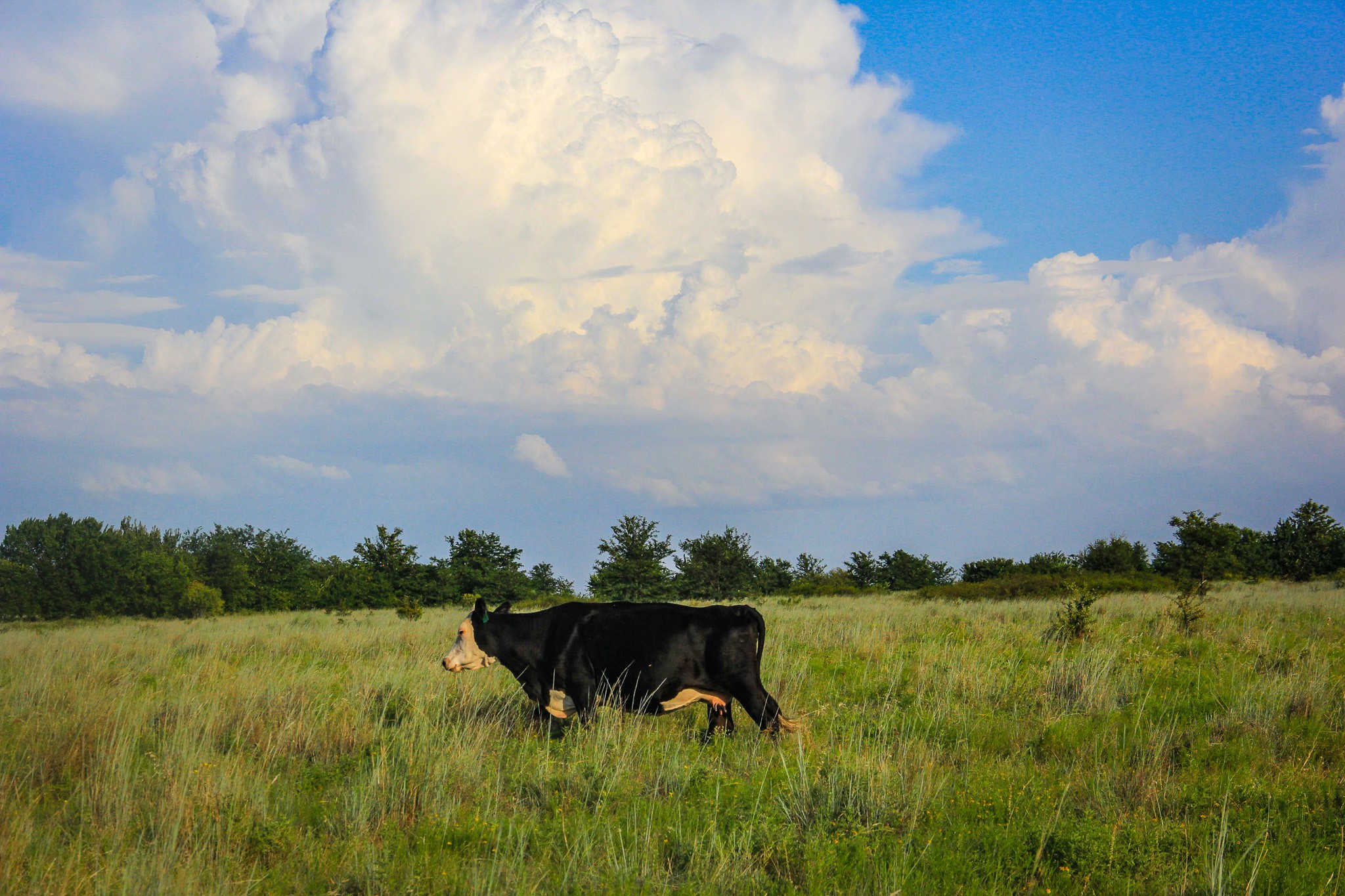 Tbd Gilbert Road Nocona TX 76255