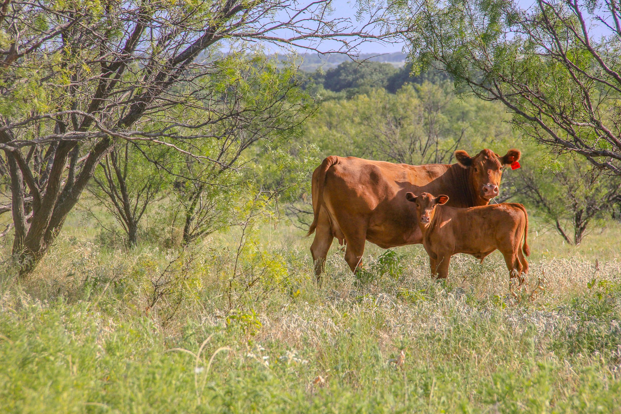 Tbd Gilbert Road Nocona TX 76255