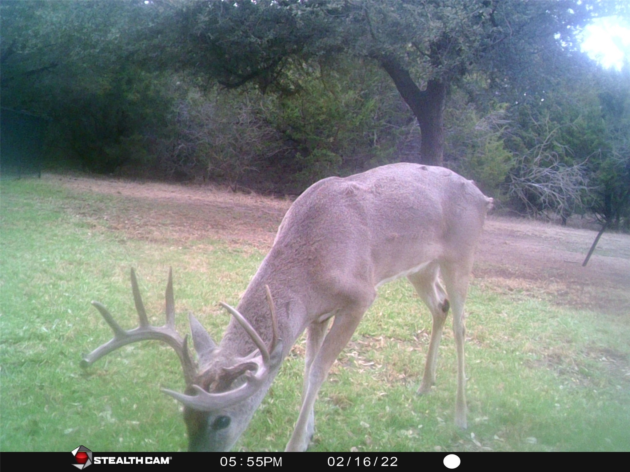 1181 Leaning Oak Trail Whitney TX 76692