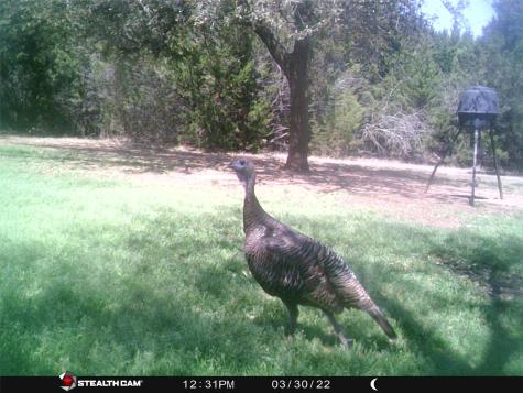 1181 Leaning Oak Trail Whitney TX 76692