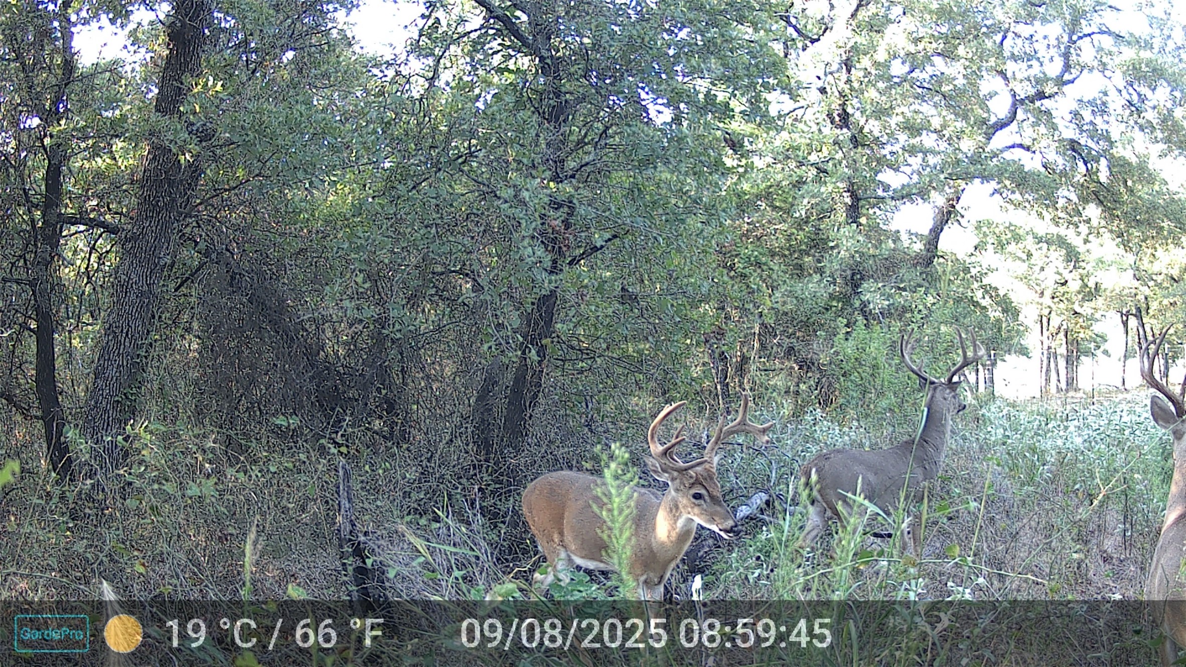 524 County Road 1792 Sunset TX 76270